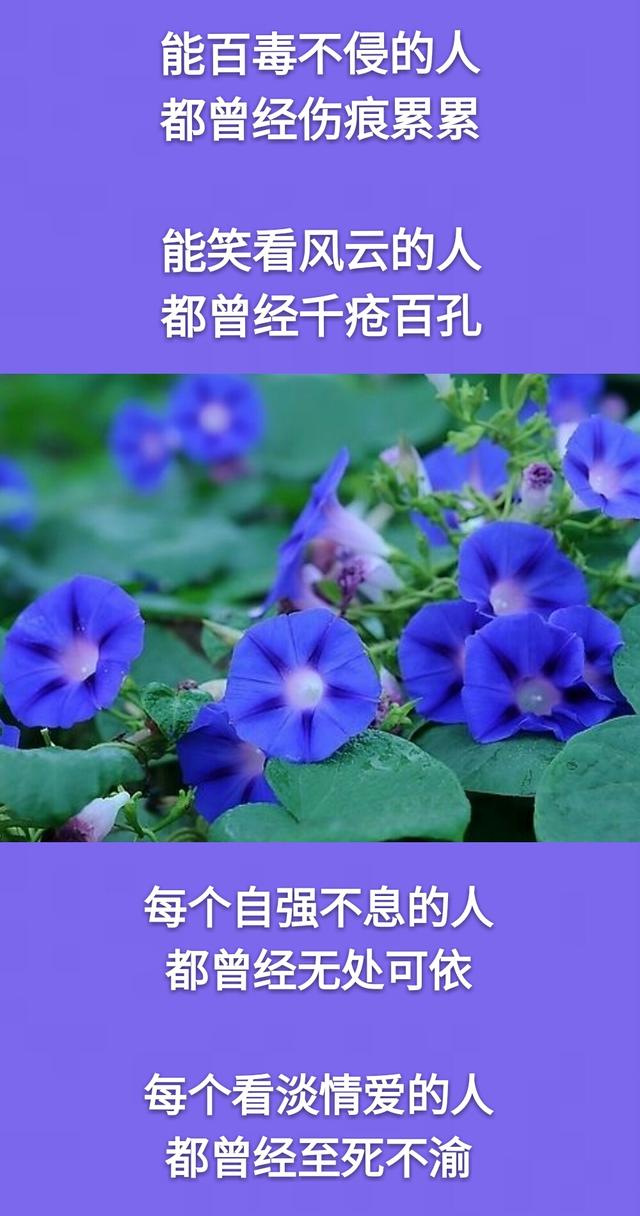 能百毒不侵的人都曾经伤痕累累,能笑看风云的人都曾经