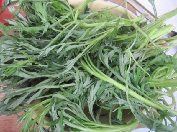 柳蒿芽是什么 一种营养丰富的野菜