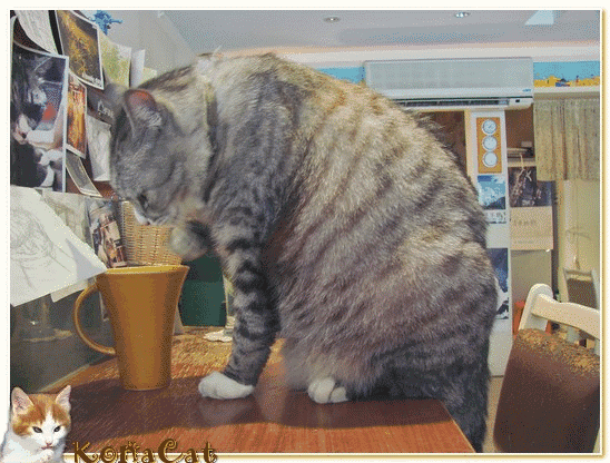 喵星人究竟能胖到什么地步?做仰卧起坐那只胖猫也太搞笑了吧