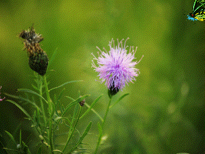 新年到,蝶舞翩翩送祝福(美醉了)