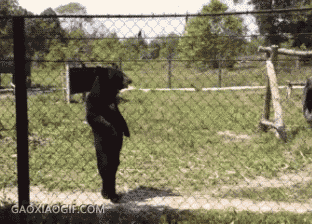 过年笑一笑,gif更新