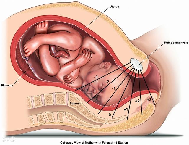 怀孕38周胎儿入盆?胎儿入盆是什么感觉,胎儿入盆多久