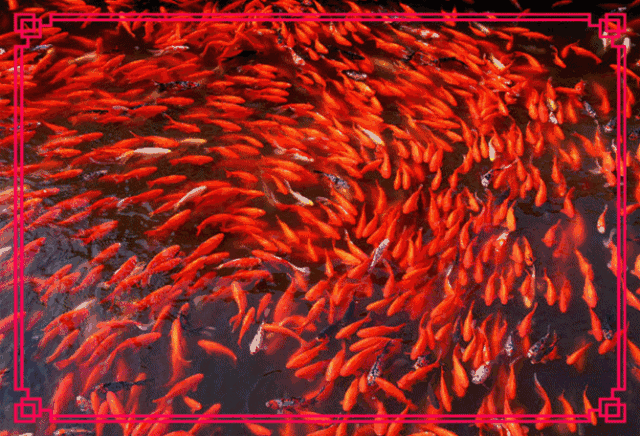 2018发发发,太漂亮了,打开就发财!送给群里的每位朋友