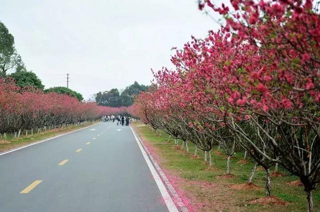 松山湖 桃花