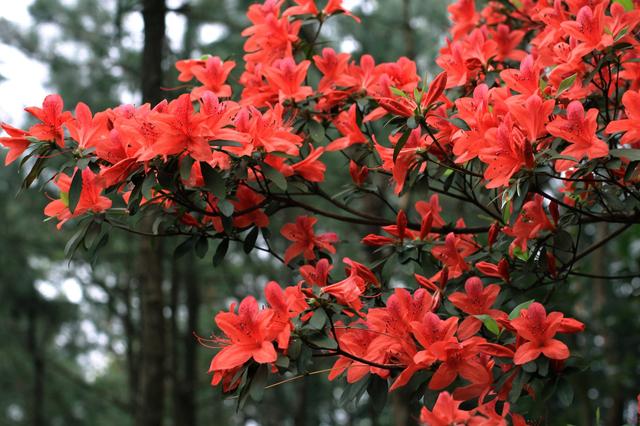 杜鹃花,太美了!惊艳!