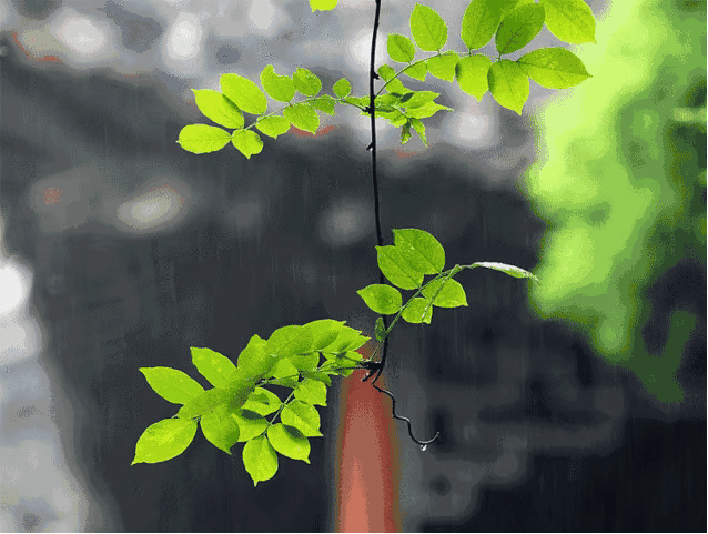 今夜,听雨入眠