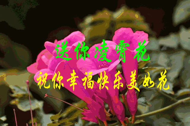 女人如花,愿你: 笑容灿烂,脸上开满快乐花; 心情甜蜜,心里开满如意花