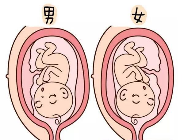备孕时,常吃1种食物生男孩几率更大