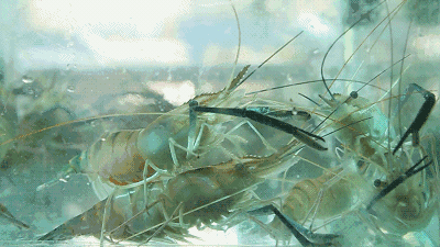 中青看点 美食频道 ></p></a> 正文   若提青虾,自是少不了白洋淀的身影!