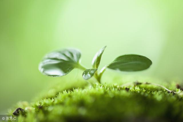 又见栀子花开