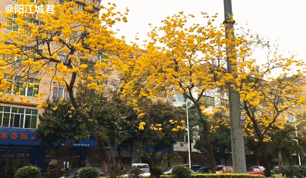 绽放中的黄花风铃木 遥看一片黄灿灿的花海 美丽脱俗充满浪漫!