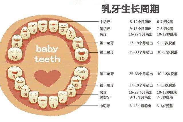 儿童乳牙替换有一定的顺序(图一),依次替换有助于牙间隙的保留,降低牙