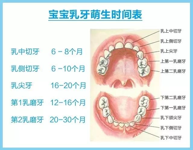 在宝宝出乳牙以后,还保持着夜奶的习惯,会对牙齿造成很严重的危害.