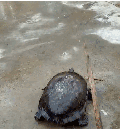 这是蛤蟆还是乌龟!