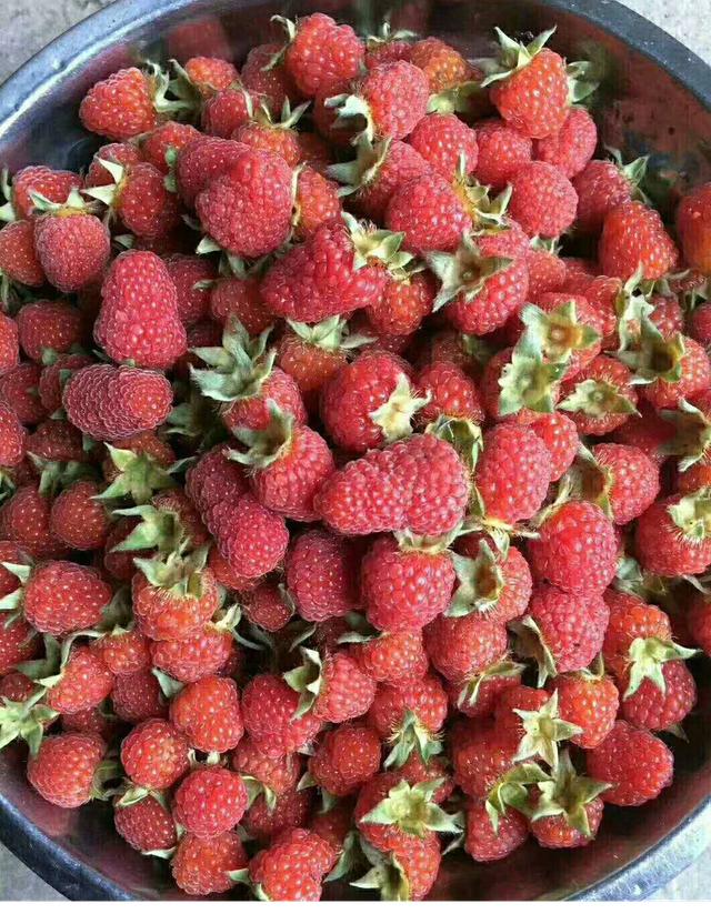 在贵州,有一种水果,是真正的特产,酸甜可口,味道好极了