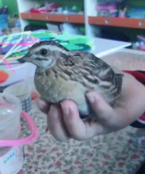 公然撸鸟