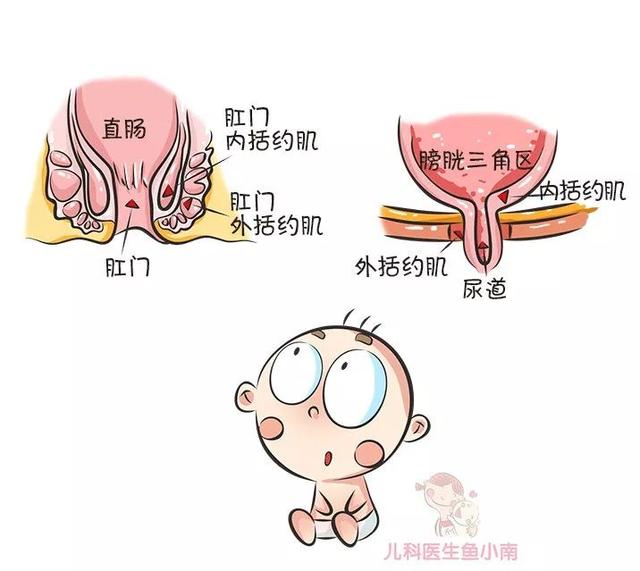 > 正文   首先要了解一下宝宝自己如厕的 生理条件:3岁左右,尿道