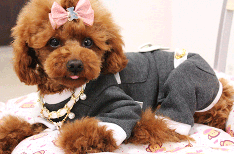 小老虎你咋了,是不是生气了!