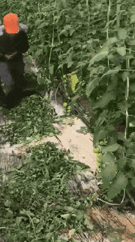搞笑gif:当牛当马当铁耙,开局一把人,农具全靠他!