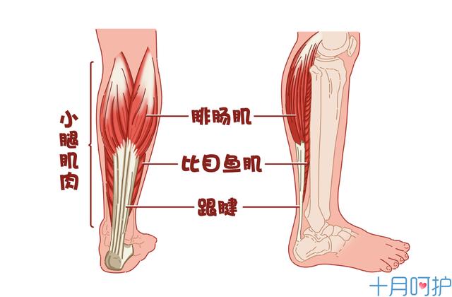 妊娠期体重增加 孕期随着胎儿逐渐长大,体重增加,血液循环不畅,腿部