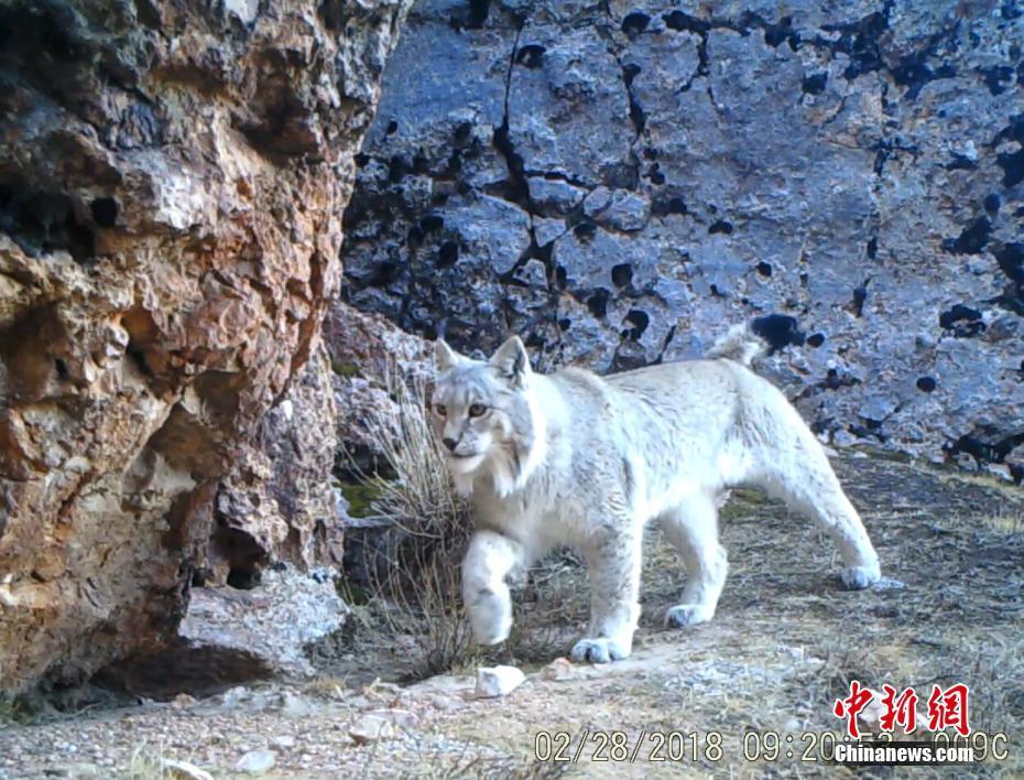 红外相机拍摄到的猞猁.文/赵朗 曾嘉 监测画面