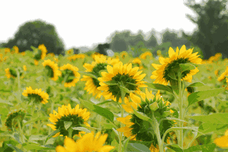 一大片向日葵花海来袭!拍照圣地!