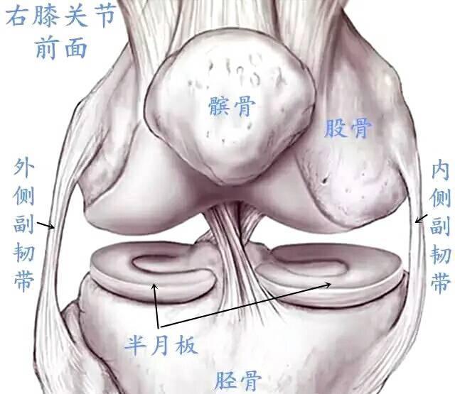 你对膝关节半月板了解多少?干货,请收藏!