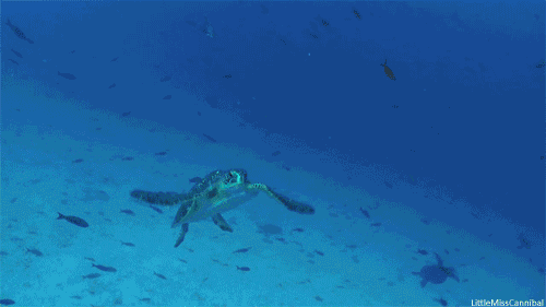 万千海洋生物和大家相遇在这里,热带雨林,珊瑚,水母,极地动物,精品