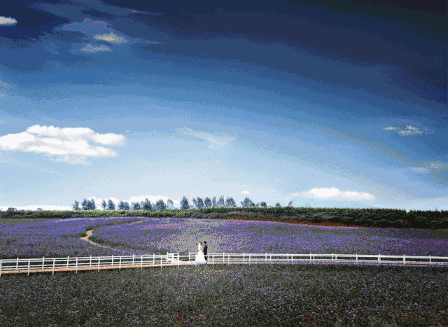 这里有 30万株薰衣草组成的浪漫花田 侏罗纪恐龙峡谷 唯美浪漫的热