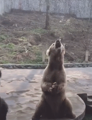 搞笑gif:熊你可是冷血动物啊,能不能正经点!