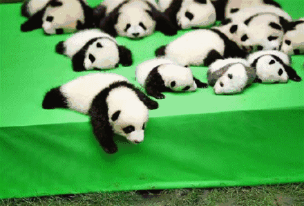 搞笑gif:难以想象 他是怎么征服了这样一匹烈马