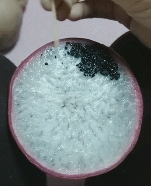 搞笑gif:孩子,要不要给你的盆里倒点水?