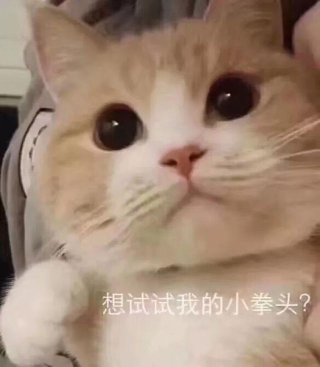 分享一波超级可爱的表情包:做我的猫