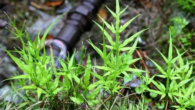 凤尾草的功效主治 凤尾草煎水饮有3个好处