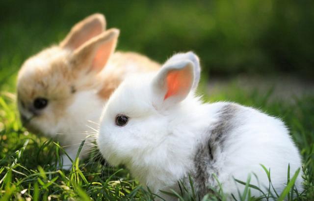 4组呆萌可爱的小兔子,你最喜欢哪一对?