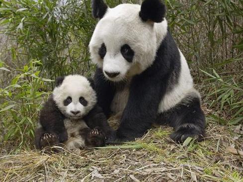 实拍:中国野生大熊猫数量最多一个县,号称"天下大熊猫