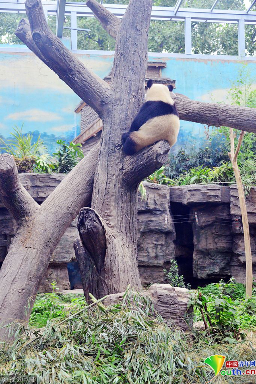 大熊猫滚滚坐在树杈上的背影.