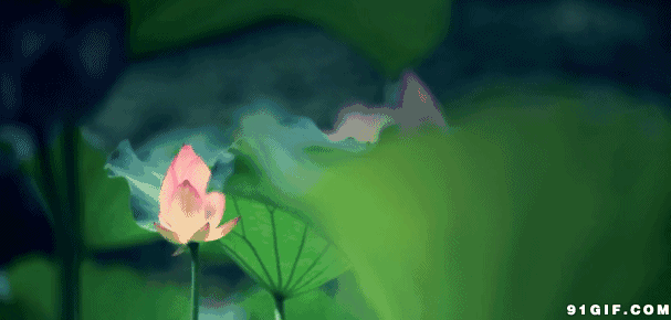 中青看点 旅游频道 ></p></a> 正文   接天莲叶无穷碧,映日荷花别样红 进入