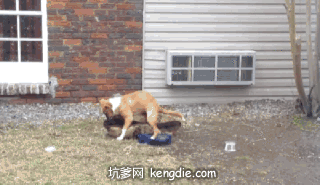 搞笑gif 这狗在干什么?