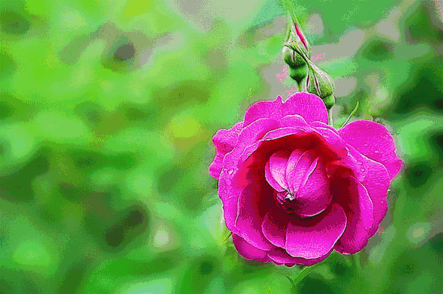 晚安问候,一个愿望送给你,一片美花温暖你