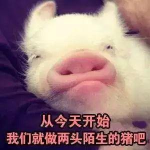 你是不是在外面有别的小猪了表情包