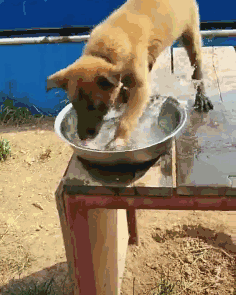 狗子威武的玩水,一不小心踩空摔成猪……说,你和二哈