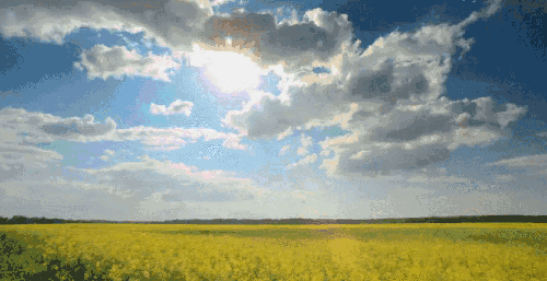 向日葵,薰衣草,大草原!6月雨季过后,最值得去的地方
