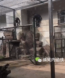 这动作太敏捷了,不亏是猴哥