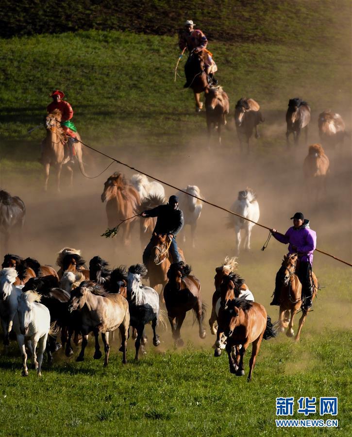 当地牧民们赶着马匹,来到草原上驯马,为游客呈现群马奔腾的壮观景象.