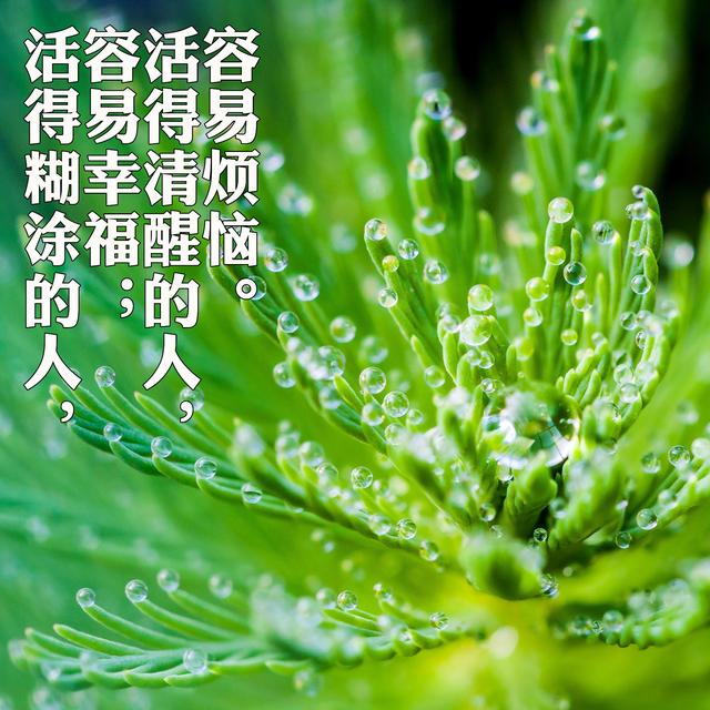 活得糊涂的人,容易幸福;活得清醒的人,容易烦恼