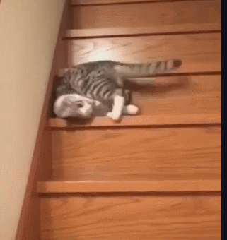 猫:谁敢和我比懒?我连上楼梯我都懒得走,服不服?