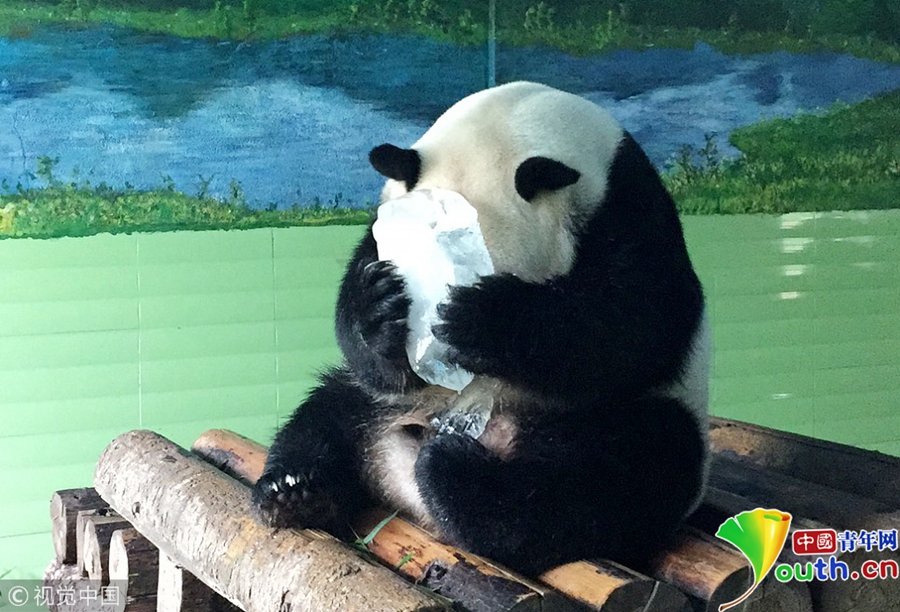 炎炎夏日 动物园小动物避暑有"凉方"