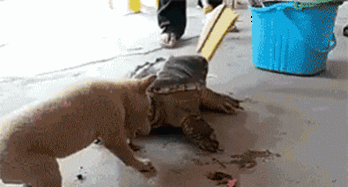 搞笑动图:好鸡贼的办法,妹纸们快来学习一下!