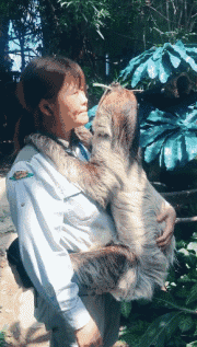 gif动图:树懒饲养员的工作,就是叫醒正在吃饭的树懒